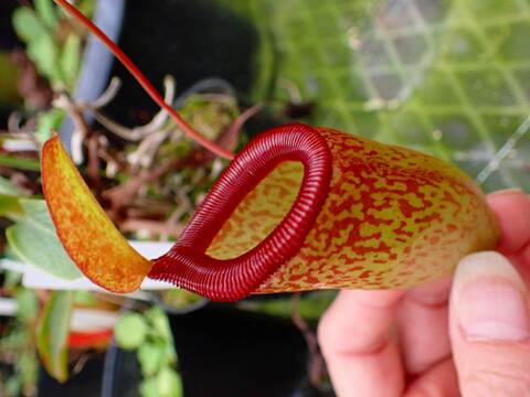 商品一覧 - Y's Exotics （山田食虫植物農園）