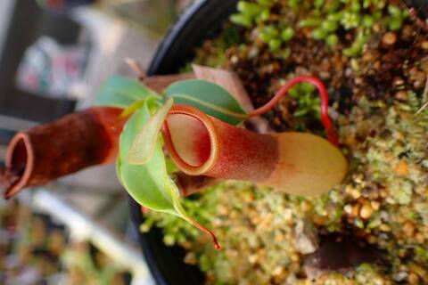 Nepenthes（ネペンテス/ウツボカズラ）の商品一覧 | Y's Exotics