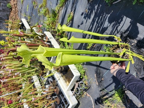 商品一覧 - Y's Exotics （山田食虫植物農園）