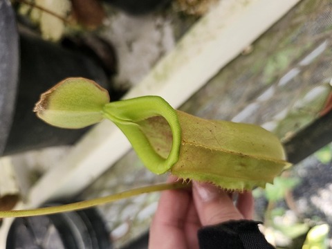 Nepenthes Hybrids（ネペンテス交配種）の商品一覧 | Y's Exotics
