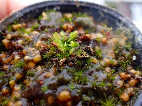 商品一覧 - Y's Exotics （山田食虫植物農園）