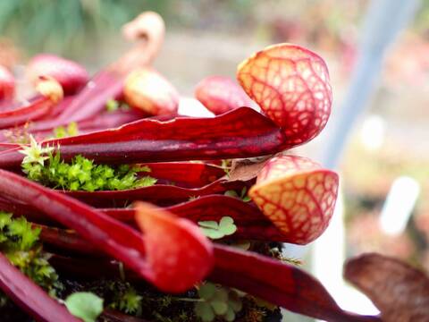 G217 4-1 S. psittacina (dark maroon) Lee's