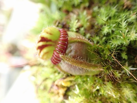 商品一覧 - Y's Exotics （山田食虫植物農園）