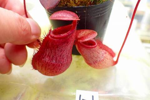 Nepenthes（ネペンテス/ウツボカズラ）の商品一覧 | Y's Exotics