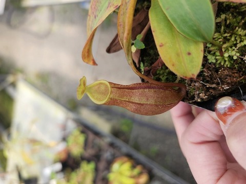 商品一覧 - Y's Exotics （山田食虫植物農園）