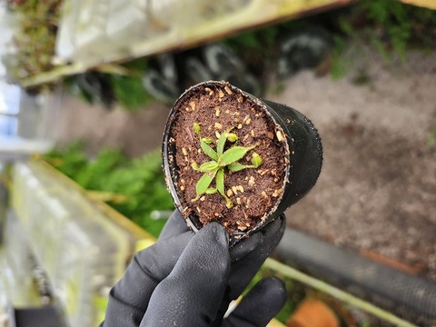 O179 1-2 [YA-2] N. lowii Mulu Y's Lab 