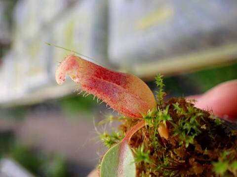 E249 1-4 N. veitchii H/L (K) striped / red from EP x rajah Tambuyukon Y's