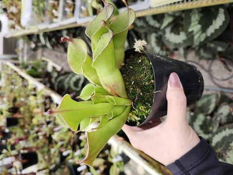 商品一覧 - Y's Exotics （山田食虫植物農園）