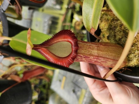 Nepenthes（ネペンテス/ウツボカズラ）の商品一覧 | Y's Exotics
