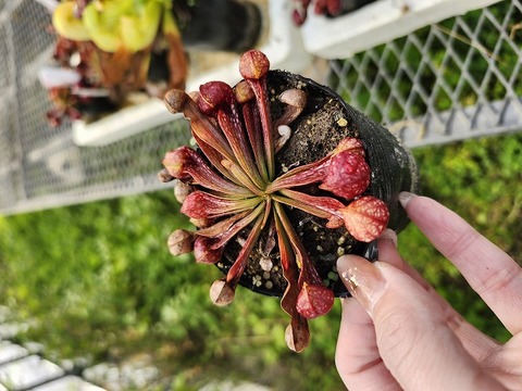 商品一覧 | Y's Exotics （山田食虫植物農園）