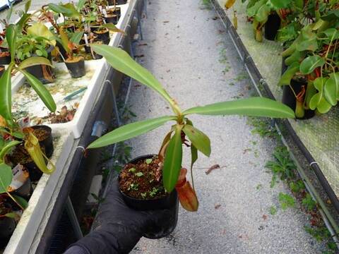 G274 5-3 N. mirabilis x albomarginata ペナン SB