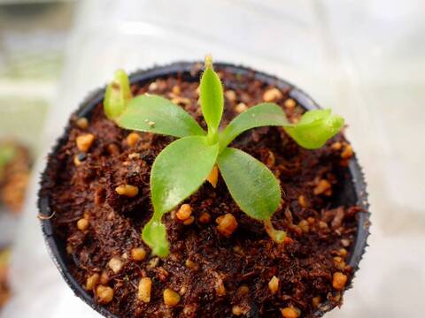 商品一覧 - Y's Exotics （山田食虫植物農園）