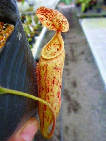 Nepenthes（ネペンテス/ウツボカズラ）の商品一覧 | Y's Exotics （山田食虫植物農園）