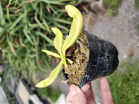 商品一覧 - Y's Exotics （山田食虫植物農園）