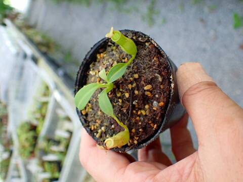 G176 5-1 N. bicalcarata Y's Lab