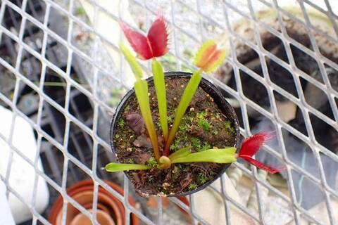 Dionaea muscipula（ディオネア/ハエトリソウ）の商品一覧