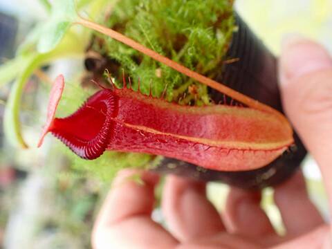 商品一覧 - Y's Exotics （山田食虫植物農園）