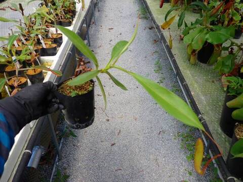 G611 5-3 N. maxima Watutau dwarf x Noboryu