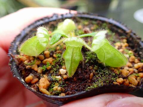 商品一覧 - Y's Exotics （山田食虫植物農園）