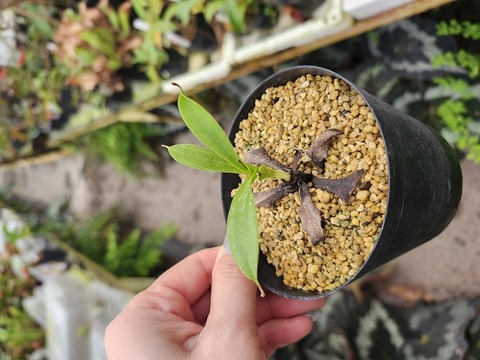 T氏専用です　P970 1-2 N. aristolochioides (New Location, Sumatra) AW 