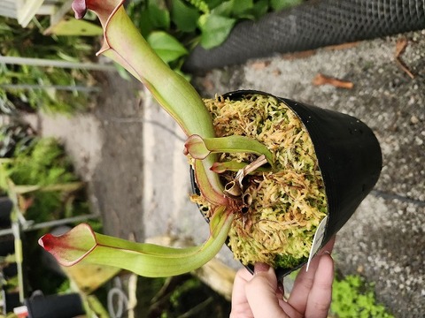 Heliamphora（ヘリアンフォラ）の商品一覧 | Y's Exotics （山田