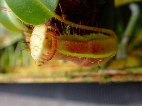 商品一覧 - Y's Exotics （山田食虫植物農園）