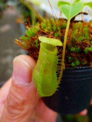 Nepenthes（ネペンテス/ウツボカズラ）の商品一覧 | Y's Exotics