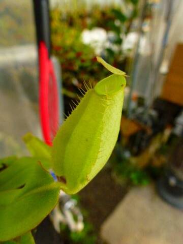 Nepenthes（ネペンテス/ウツボカズラ）の商品一覧 | Y's Exotics （山田食虫植物農園）