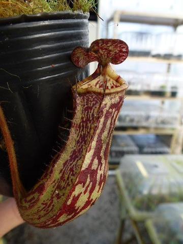 Nepenthes（ネペンテス/ウツボカズラ）の商品一覧 | Y's Exotics （山田食虫植物農園）