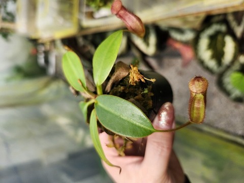 大変お待たせいたしました！！】熱帯植物入荷！！ | ヤドク