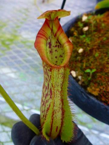 Nepenthes（ネペンテス/ウツボカズラ）の商品一覧 | Y's Exotics （山田食虫植物農園）