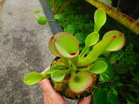 Heliamphora（ヘリアンフォラ）の商品一覧 | Y's Exotics （山田食虫植物農園）