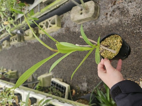 J229 3-2 N. thorelii x Mixta Hiro 