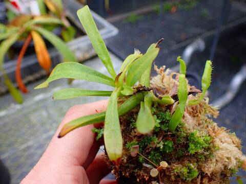 Y771 5-1 N. veitchii (Lawas Hill)seedling