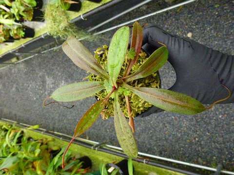 特価最新作9 Nepenthes argentii BCP ID# N2060-16 (Sibuyan / exact clone) [食虫植物 ネペンテス ウツボカズラ] その他