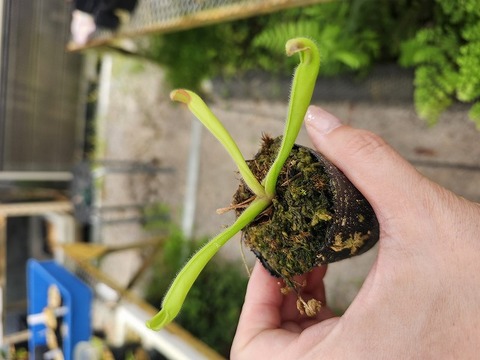 商品一覧 - Y's Exotics （山田食虫植物農園）