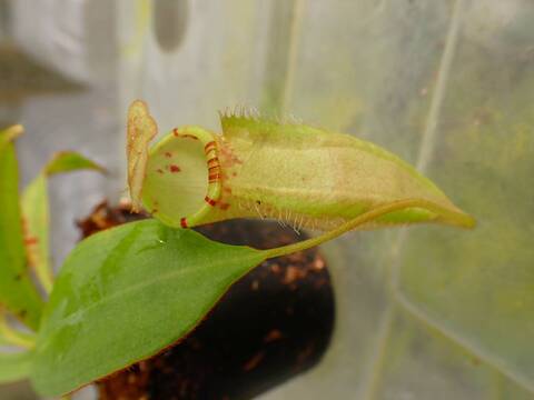 商品一覧 - Y's Exotics （山田食虫植物農園）