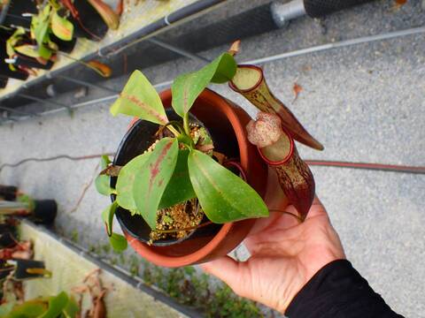 Y186 5-1 N. (sumatrana x boschiana) x campanulata konan