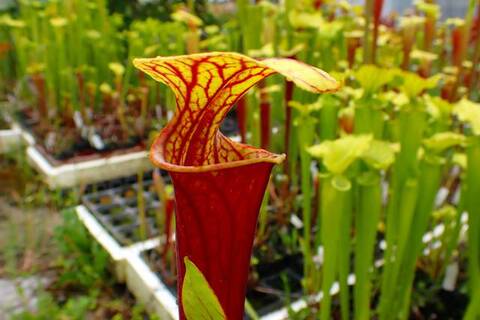Sarracenia（サラセニア）の商品一覧 | Y's Exotics （山田食虫