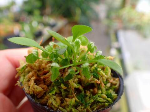 P778 3-1  [YA-30] Cephalotus follicularis Giant Y's Lab