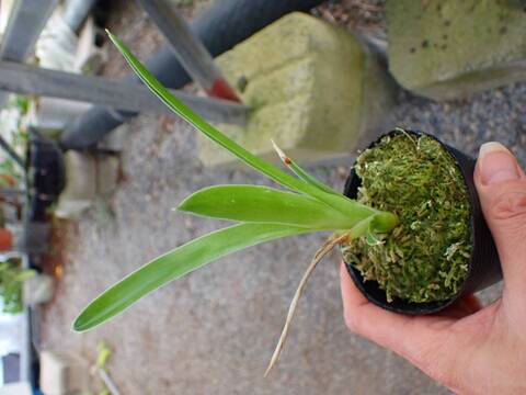 O638 3-1 Brocchinia hechioides [Gran Sabana, Venezuela, different clones} [BCP ID# 991] BCP