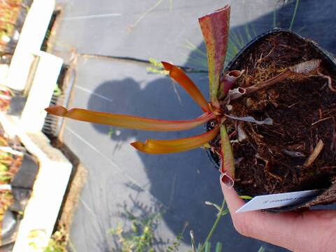R307 S. oreophilla x purpurea ssp. purpurea TF