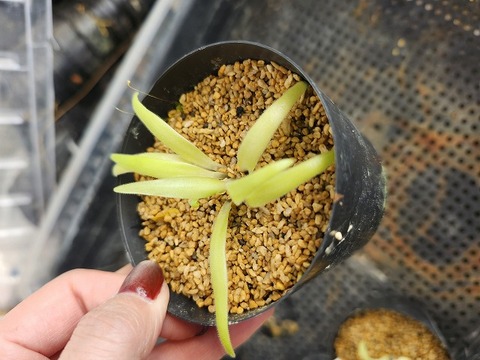 R377 1-2 P. (heterophylla x medusina) x gigantea {white flower}[BCP ID# P680] BCP