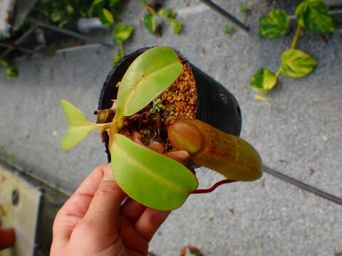 Catopsis morreniana giant form 食虫植物 Y's Exotics （山田食虫植物農園）