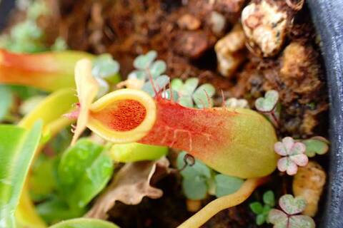 Tillandsia Mayan Regal 速達発送 Tillandsia Mayan Regal 速達発送 現品】チランジア・マヤン