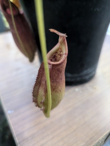 Nepenthes（ネペンテス/ウツボカズラ）の商品一覧 | Y's Exotics （山田食虫植物農園）