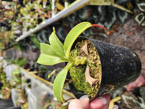 Y070 1-2 N. ventricosa -red x [lowii x (truncata x campanulata)] EP