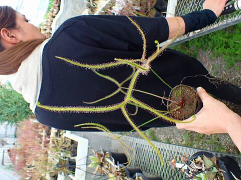 G025 4-1 D. binata var. dichotoma f. extrema (Giant plant) CK