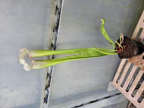 商品一覧 - Y's Exotics （山田食虫植物農園）