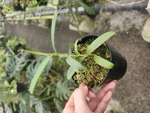 J169 3-3 N. gracilic NE1181 MT 